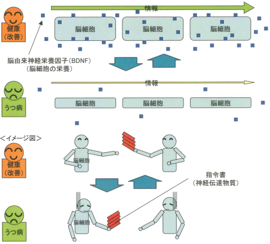 うつ病のメカニズム 社会医療法人 公徳会